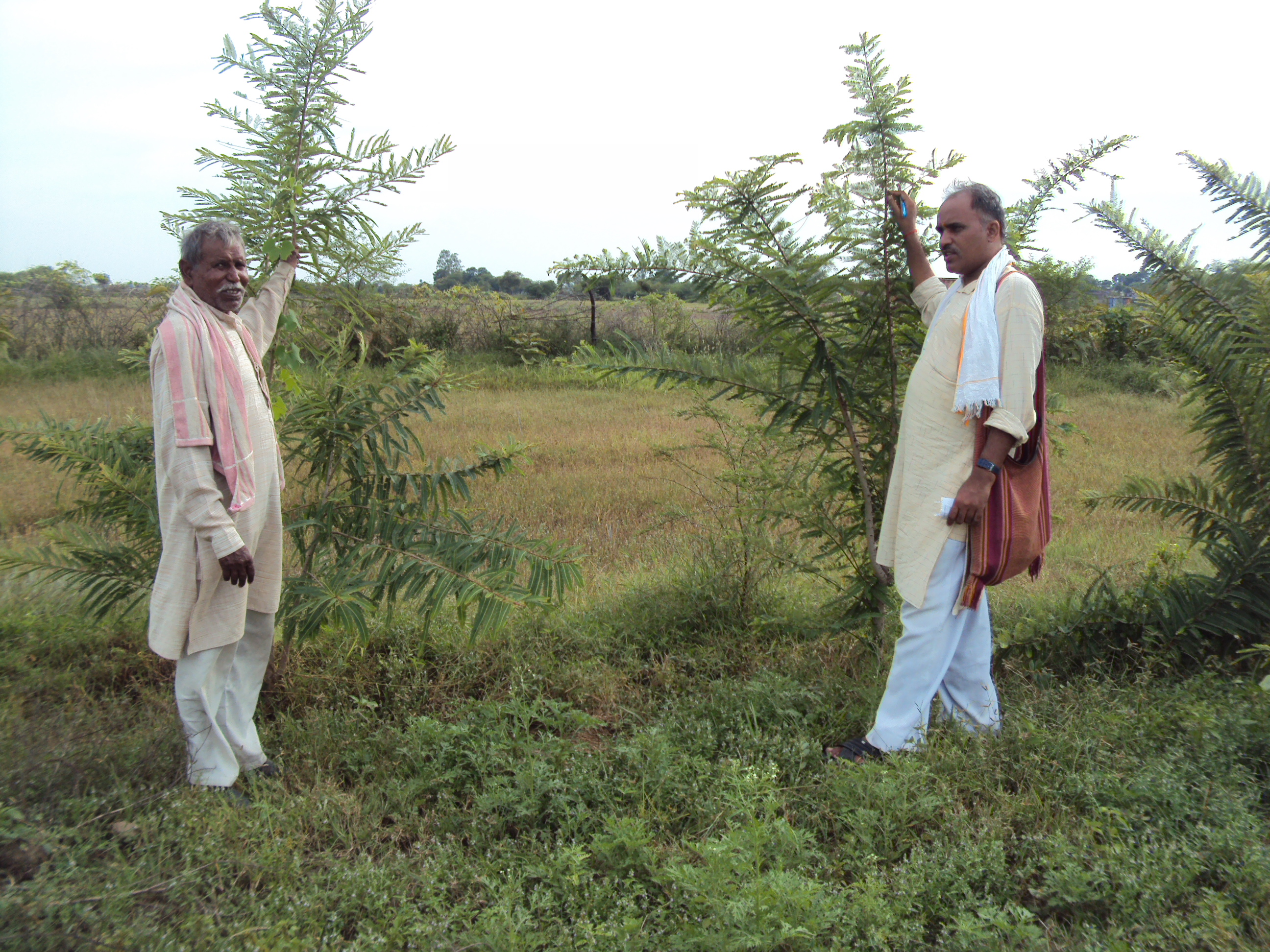 Plantation