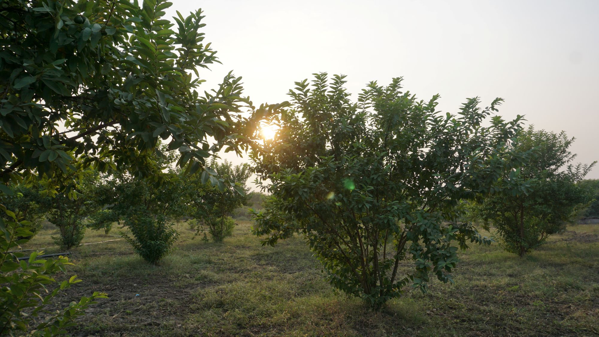 Plantation & Horticulture